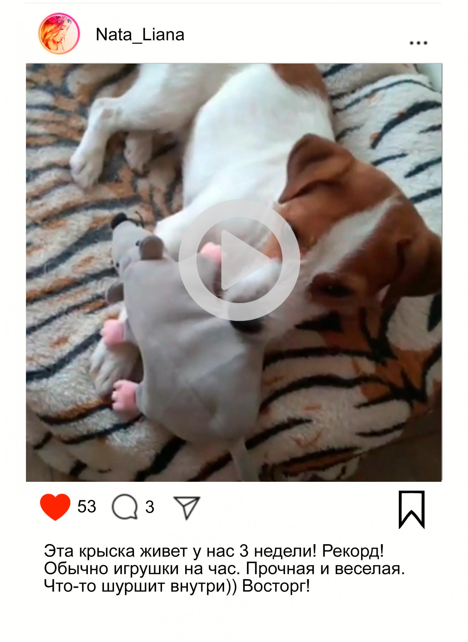 собака лежит в лежанке с игрушкой