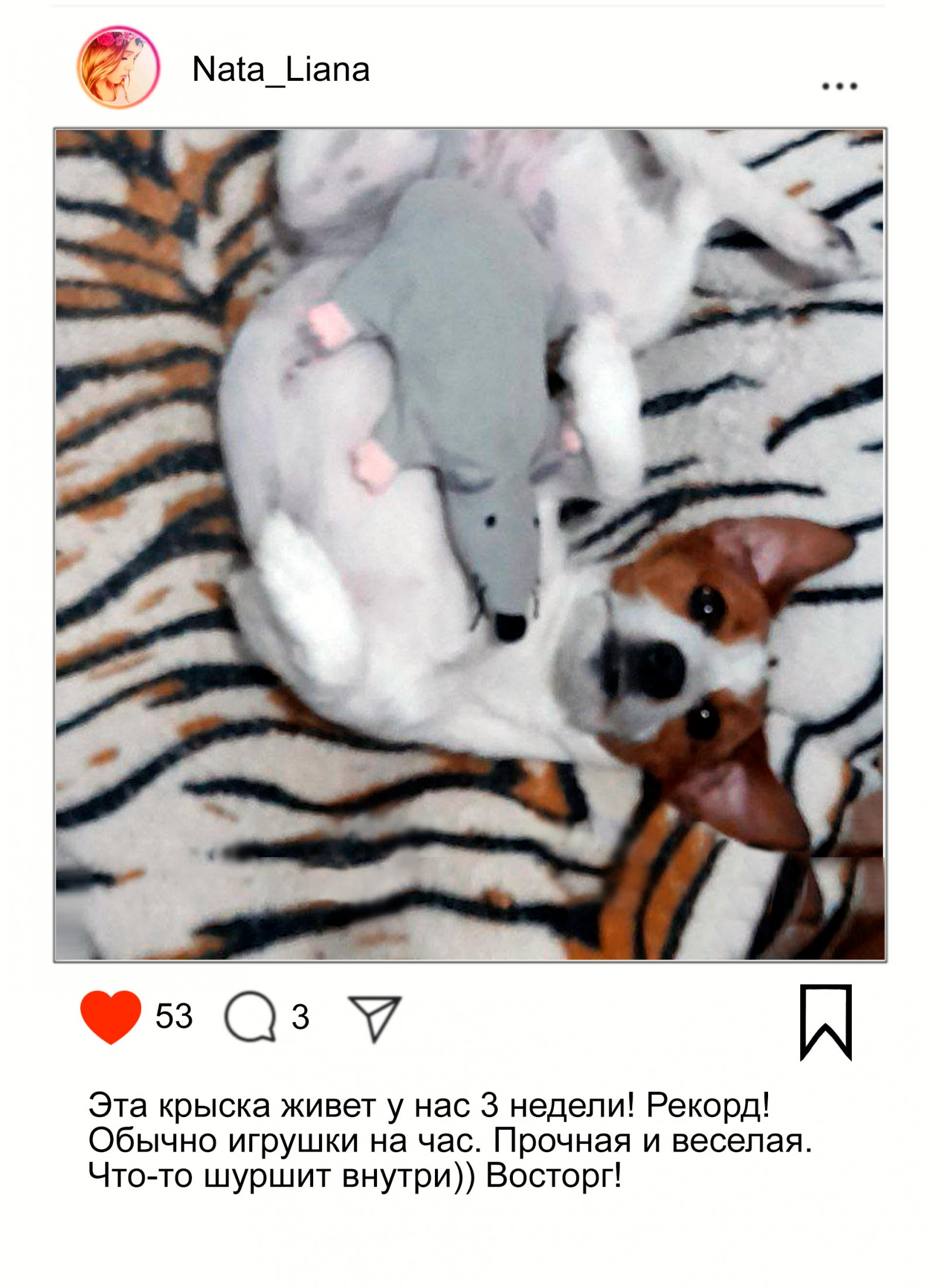 собака с любимой игрушкой крысой от myfunnypets.ru