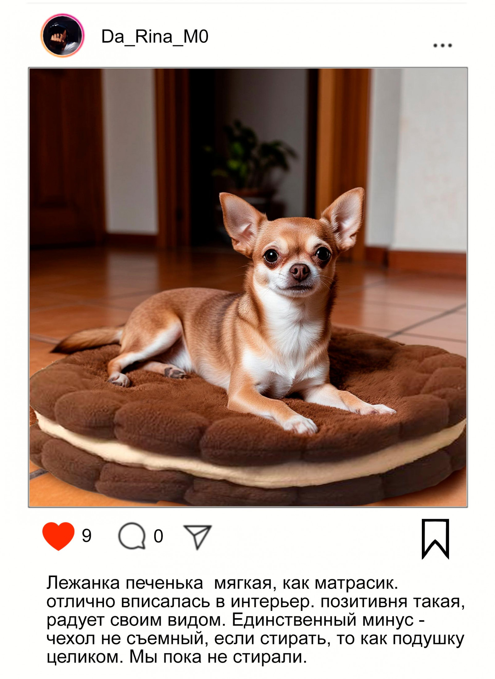 чахуахуа на лежанке для собак от myfunnypets.ru