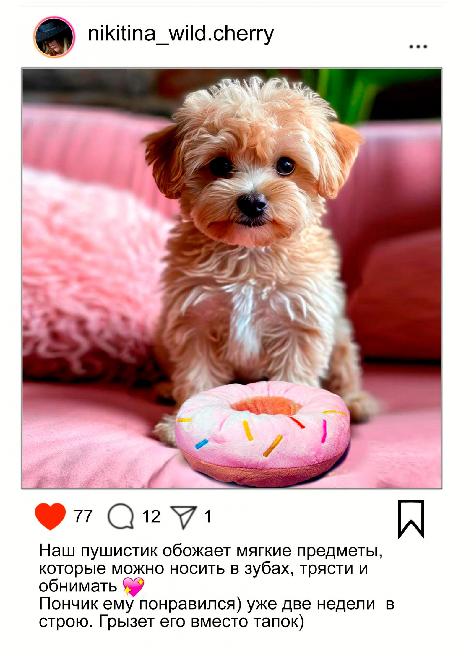 фото от клиента мальтипу с игрушкой
