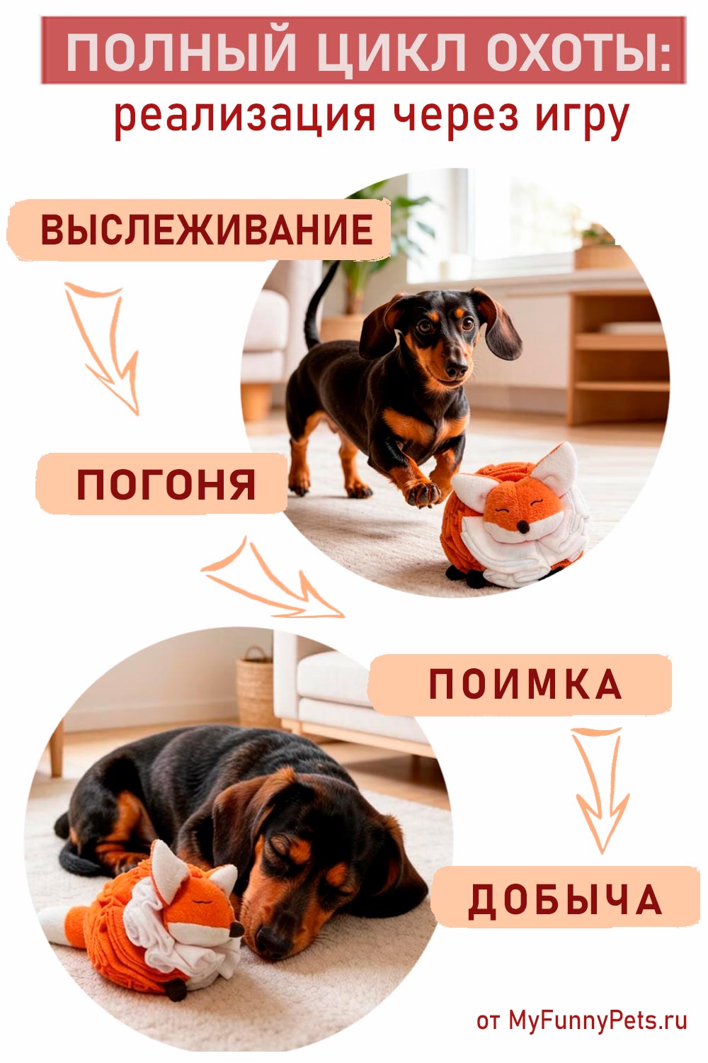 инфографика циклы охоты в игре