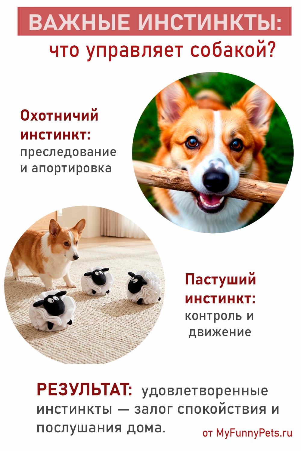 инфографика важне инстинкты собаки