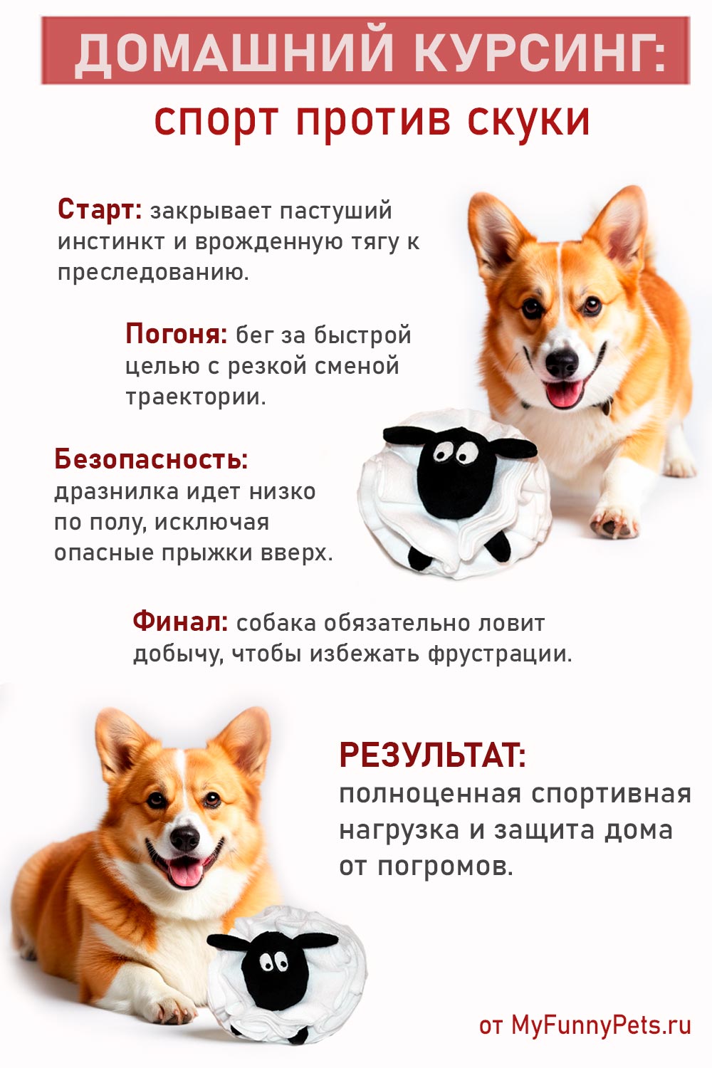 инфографика курсинг в крартире